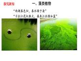 人教版七年级生物上册--3.1.1 藻类、苔藓和蕨类植物课件PPT