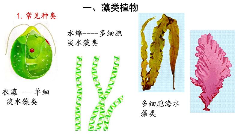 人教版七年级生物上册--3.1.1 藻类、苔藓和蕨类植物课件PPT04