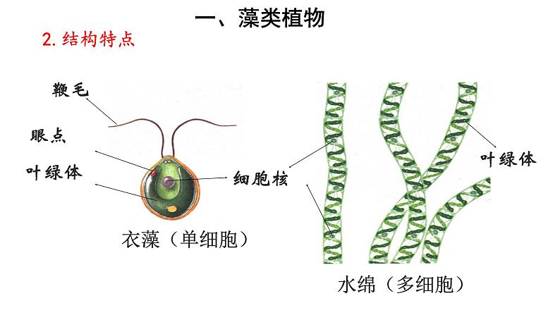 人教版七年级生物上册--3.1.1 藻类、苔藓和蕨类植物课件PPT06