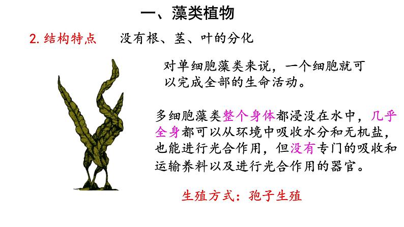 人教版七年级生物上册--3.1.1 藻类、苔藓和蕨类植物课件PPT07