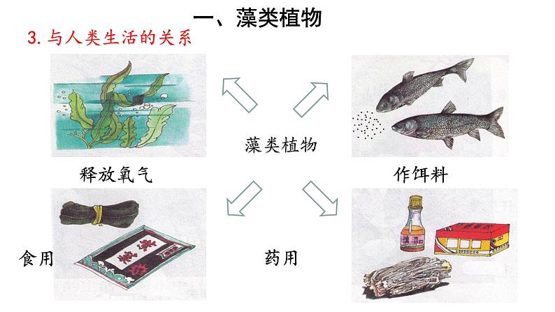 人教版七年级生物上册--3.1.1 藻类、苔藓和蕨类植物课件PPT08