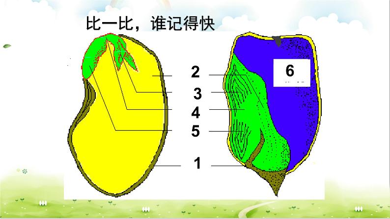 人教版七年级生物上册--3.1.2种子植物课件PPT06