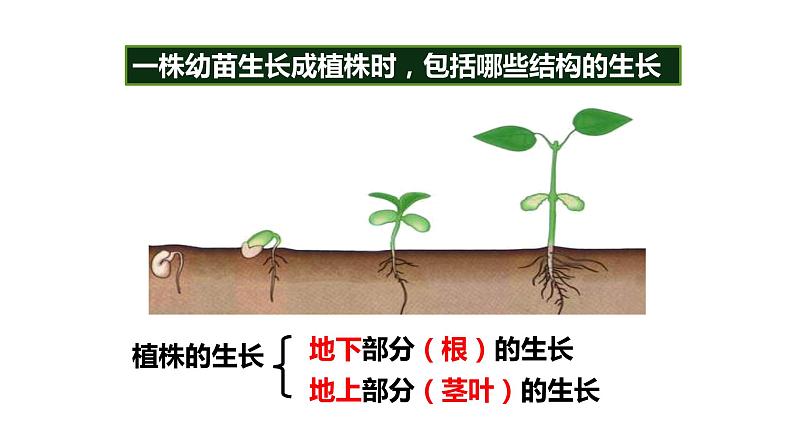 人教版七年级生物上册--3.2.2 植株的生长课件第4页