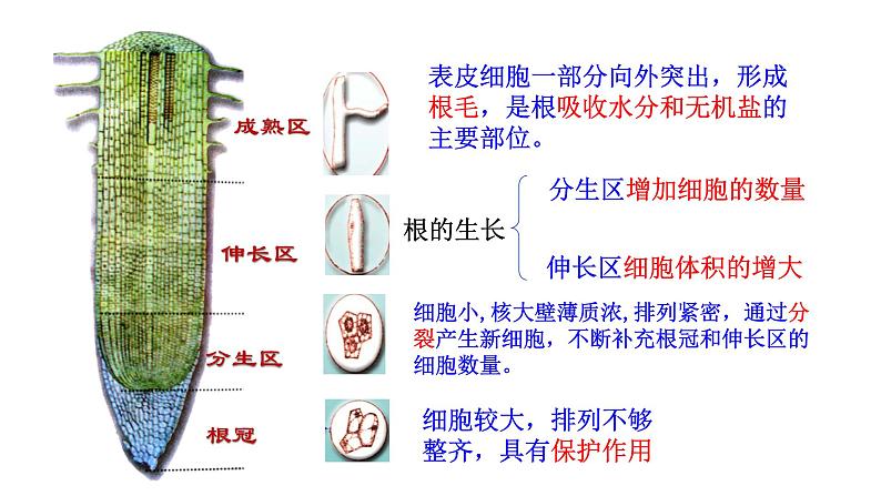 人教版七年级生物上册--3.2.2 植株的生长课件第8页