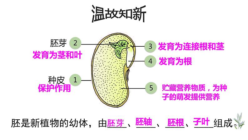 人教版七年级生物上册--3.2.1种子的萌发课件PPT第2页