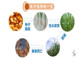 人教版七年级生物上册--3.2.1种子的萌发课件PPT