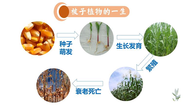 人教版七年级生物上册--3.2.1种子的萌发课件PPT第3页