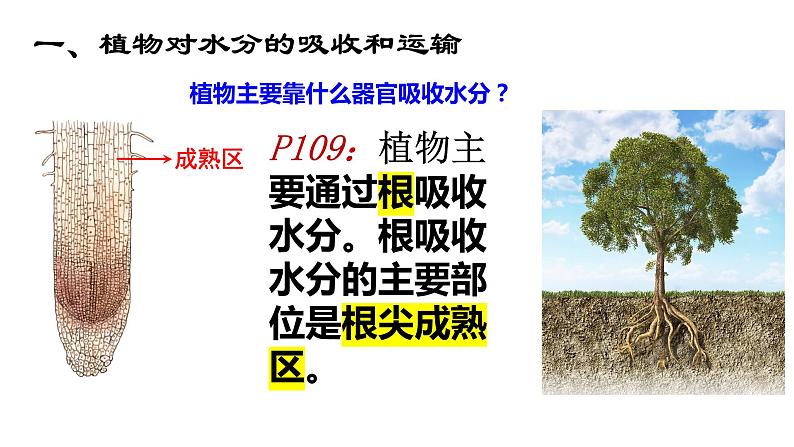 人教版七年级生物上册--3.3绿色植物与生物圈的水循环课件+ 视频素材（共2段）04
