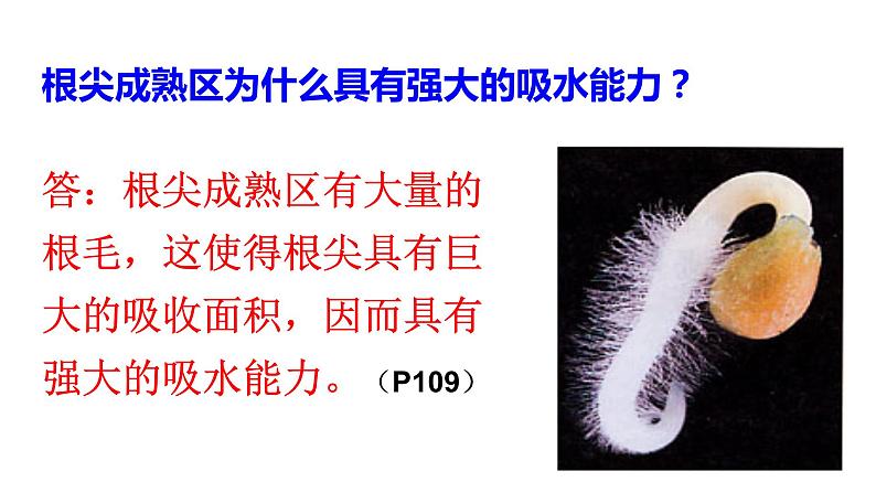 人教版七年级生物上册--3.3绿色植物与生物圈的水循环课件+ 视频素材（共2段）05