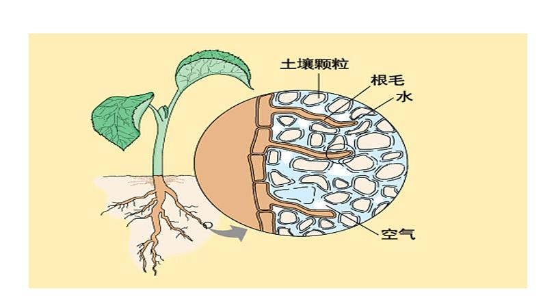 人教版七年级生物上册--3.3绿色植物与生物圈的水循环课件+ 视频素材（共2段）06