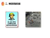 《神经系统的组成》人教版生物七年级初一下册PPT课件