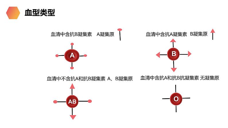 《输血与血型》人教版生物七年级初一下册PPT课件第8页