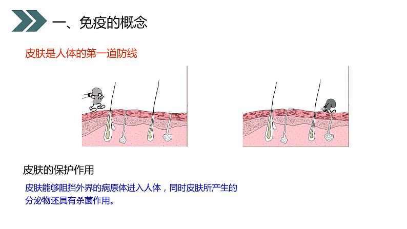 《免疫与计划免疫》人教版初中生物八年级初二下册PPT课件04