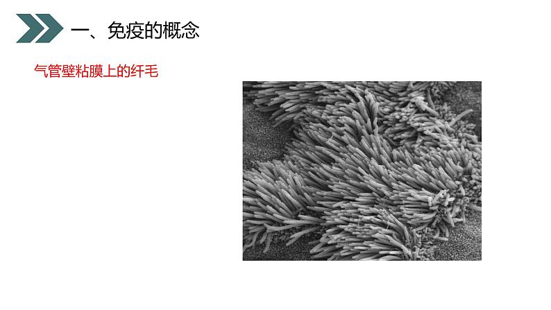 《免疫与计划免疫》人教版初中生物八年级初二下册PPT课件05