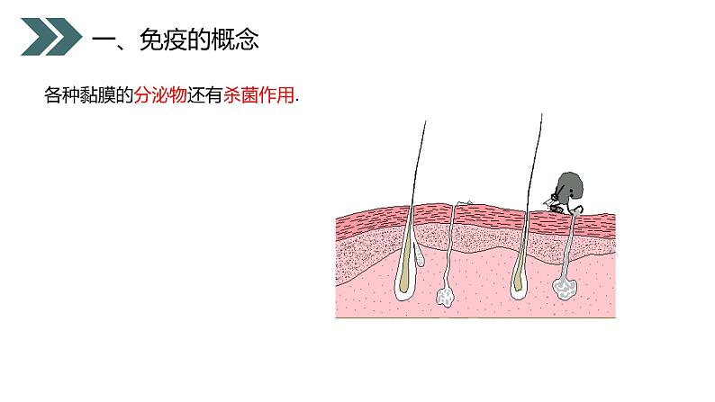 《免疫与计划免疫》人教版初中生物八年级初二下册PPT课件07