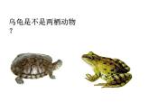 人教版八年级上册生物---5.1.5两栖动物和爬行动物：第1课时（教学课件）