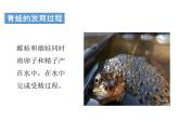 人教版八年级上册生物---5.1.5两栖动物和爬行动物：第1课时（教学课件）