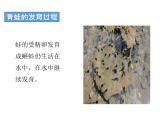 人教版八年级上册生物---5.1.5两栖动物和爬行动物：第1课时（教学课件）