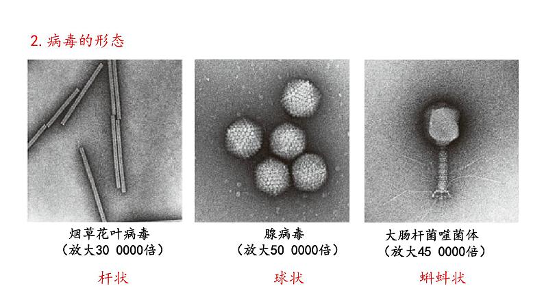 人教版八年级上册生物---第五章病毒课件08