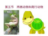 人教版八年级上册生物---5.1.5两栖动物和爬行动物课件