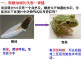 人教版八年级上册生物---5.1.5两栖动物和爬行动物课件