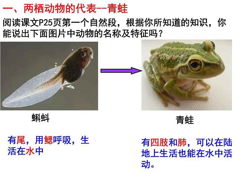 人教版八年级上册生物---5.1.5两栖动物和爬行动物课件04