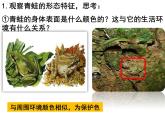 人教版八年级上册生物---5.1.5两栖动物和爬行动物课件