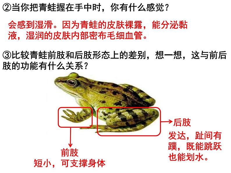 人教版八年级上册生物---5.1.5两栖动物和爬行动物课件06