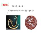 人教版八年级上册生物---5.1.2线形动物和环节动物课件（内含2段嵌入视频）