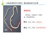 人教版八年级上册生物---5.1.2线形动物和环节动物课件（内含2段嵌入视频）