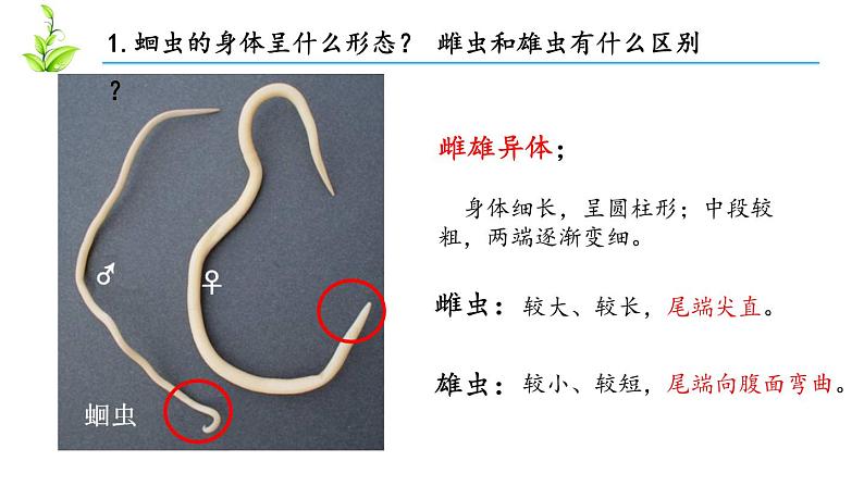 人教版八年级上册生物---5.1.2线形动物和环节动物课件（内含2段嵌入视频）第5页