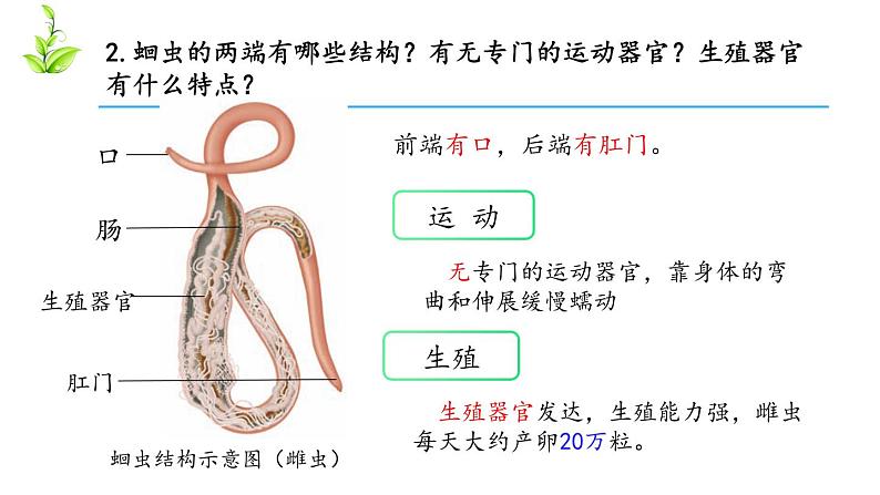 人教版八年级上册生物---5.1.2线形动物和环节动物课件（内含2段嵌入视频）第6页