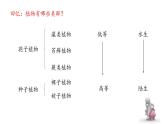 人教版八年级上册生物---5.1.1腔肠动物和扁形动物课件（共39张PPT）（内含嵌入视频）
