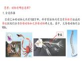 人教版八年级上册生物---5.1.1腔肠动物和扁形动物课件（共39张PPT）（内含嵌入视频）