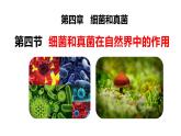 细菌和真菌在自然界中的作用PPT课件免费下载