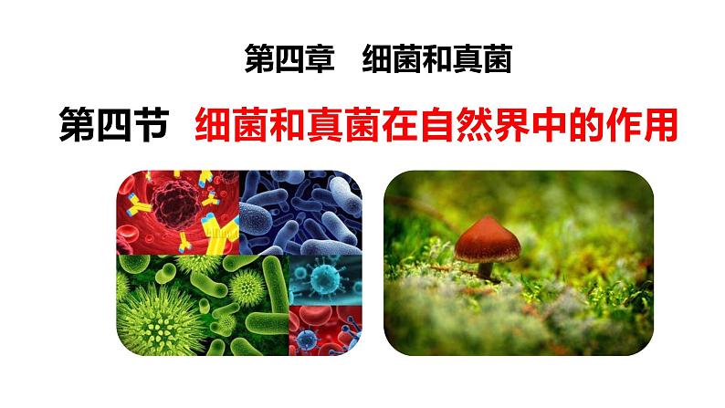 细菌和真菌在自然界中的作用PPT课件免费下载02