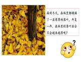 细菌和真菌在自然界中的作用PPT课件免费下载