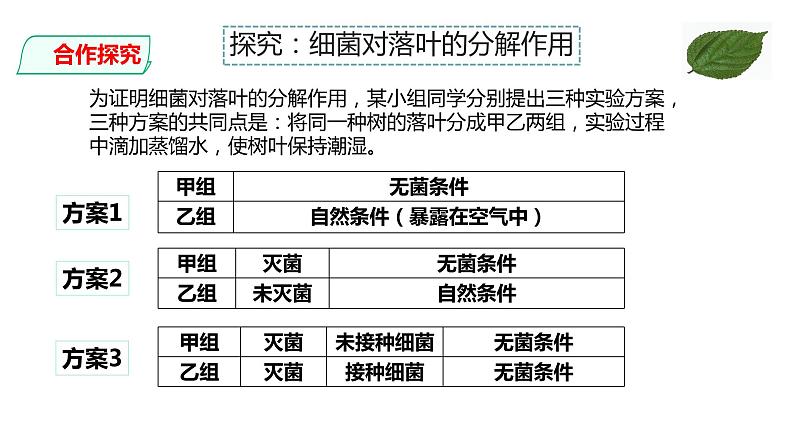 细菌和真菌在自然界中的作用PPT课件免费下载06