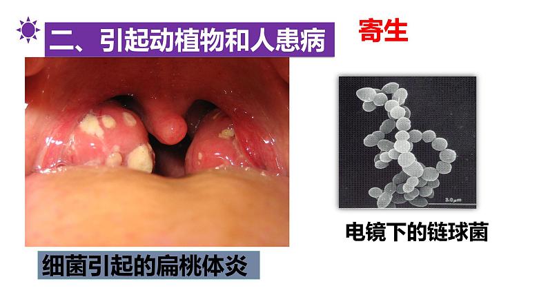 细菌和真菌在自然界中的作用PPT课件免费下载08