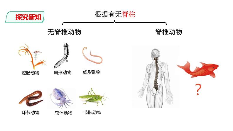 鱼PPT课件免费下载04