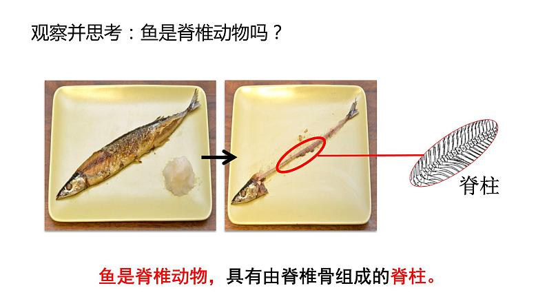 鱼PPT课件免费下载05