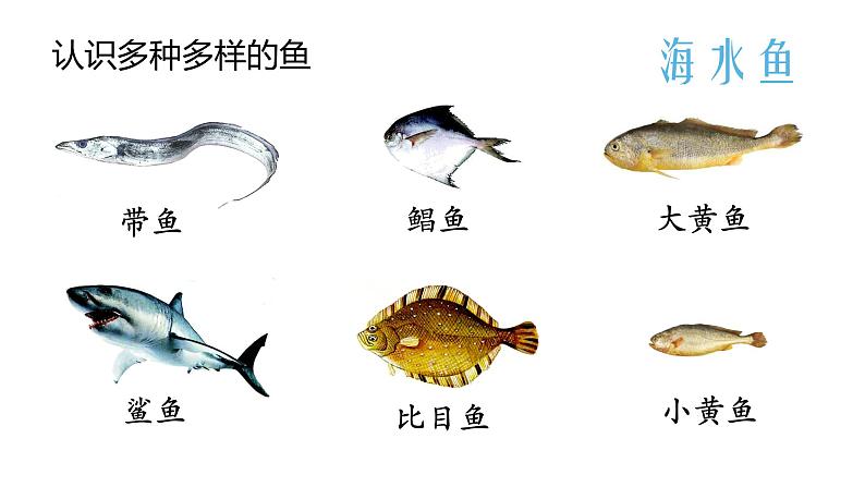 鱼PPT课件免费下载06