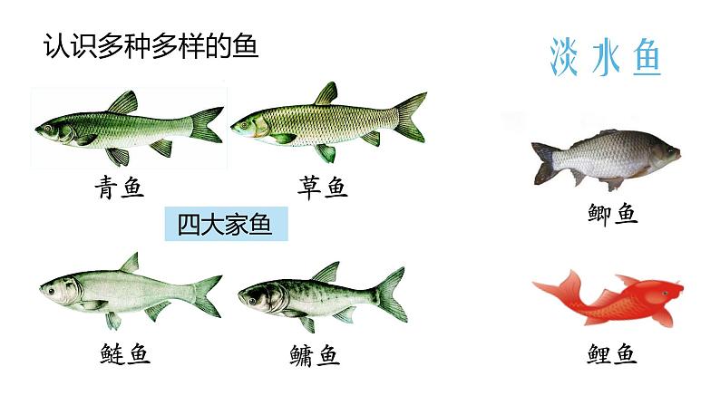 鱼PPT课件免费下载07