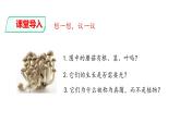 人教版八年级上册生物---5.4.3真菌课件