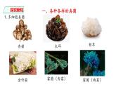 人教版八年级上册生物---5.4.3真菌课件