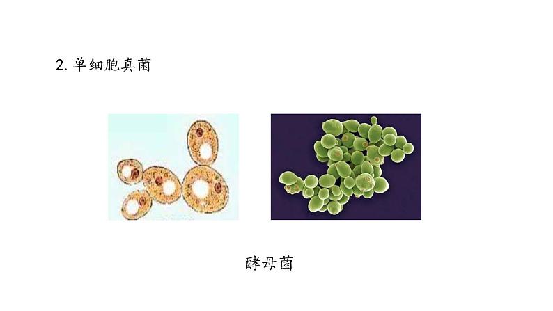 人教版八年级上册生物---5.4.3真菌课件06