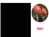 人教版八年级上册生物---5.4.3真菌课件 (2)