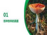 人教版八年级上册生物---5.4.3真菌课件 (2)