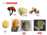 人教版八年级上册生物---5.4.3真菌课件 (2)
