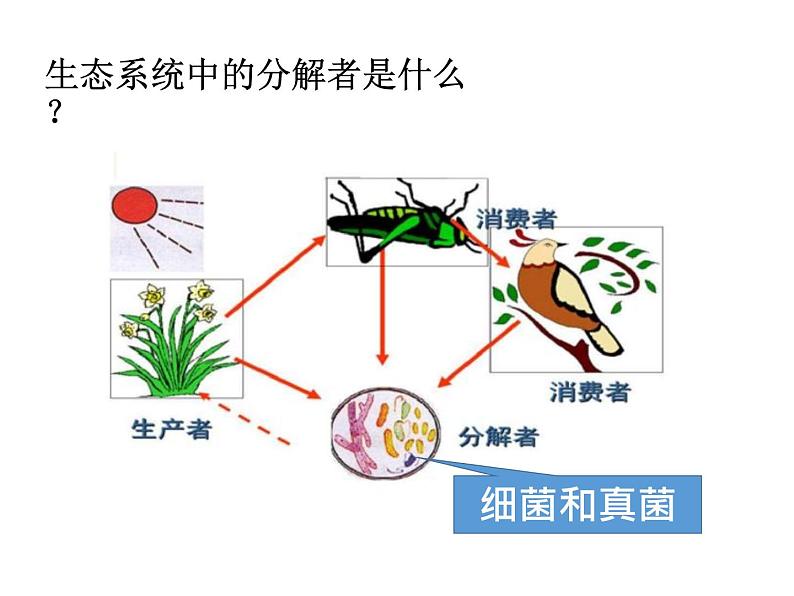 人教版八年级上册生物---5.4.1细菌和真菌的分布（课件）02